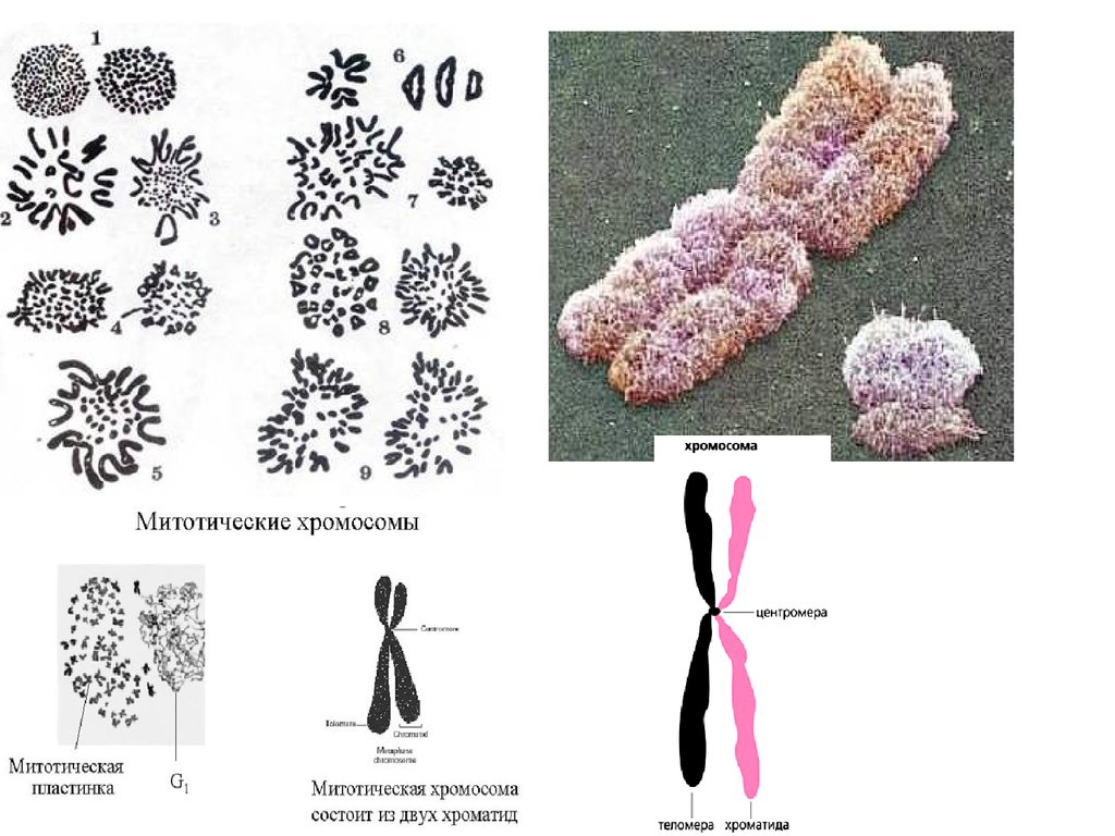 Митотические хромосомы. Строение митотических хромосом. Миотические хромосомы. Морфология митотических хромосом. Митотическая хромосома функции.