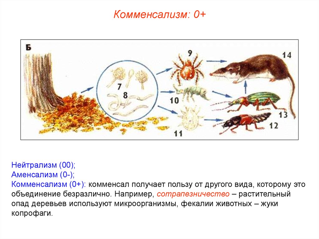 Комменсализм и аменсализм. Детритные цепи (цепи разложения). Детритная пищевая цепь леса. Круговорот веществ в экосистеме. Цепь питания разложения.