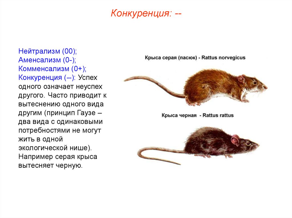 Принцип животных. Нейтрализм аменсализм комменсализм. Вытеснение одного вида другим. Нейтрализм и конкуренция. Конкуренция аменсализм.