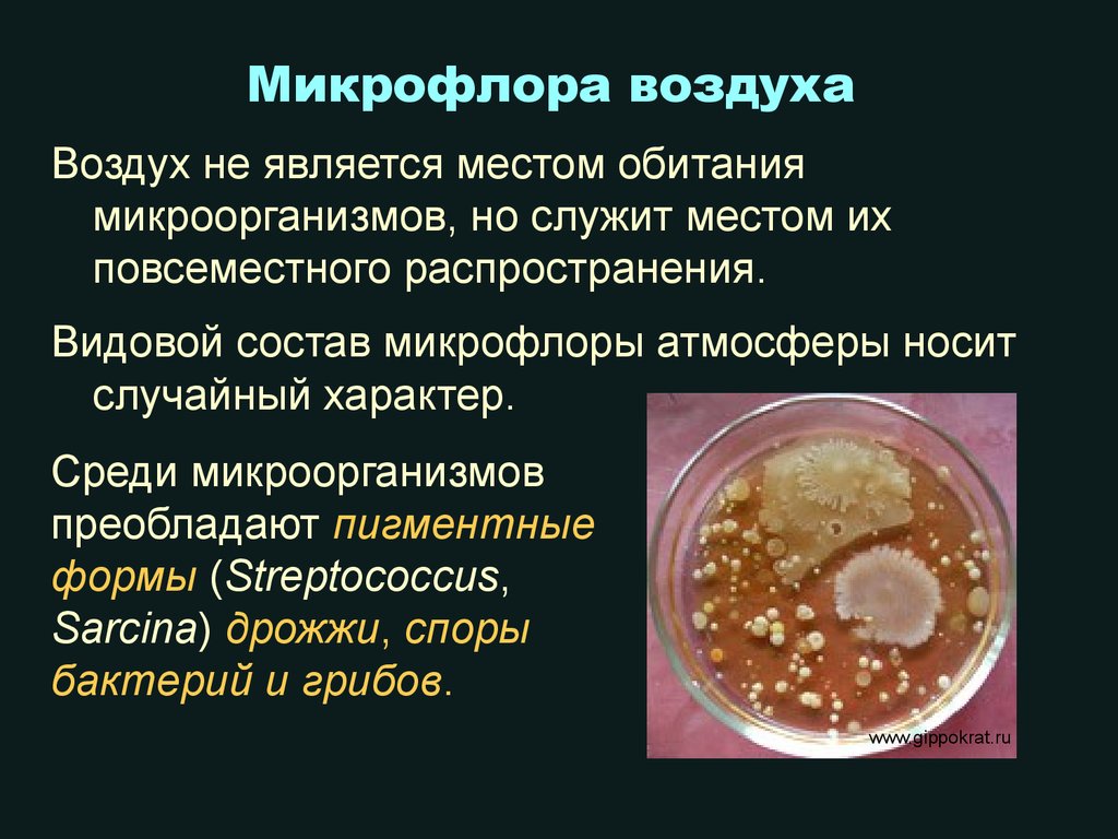 Воздушные бактерии. Микрофлора воздуха микробиология. Обитания микроорганизмов. Патогенные микроорганизмы воздуха. Микрофлора атмосферного воздуха микробиология.