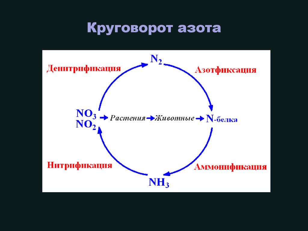 Круговорот азота. Цикл азота. Циркуляция азота. Круговорот азота микробиология.