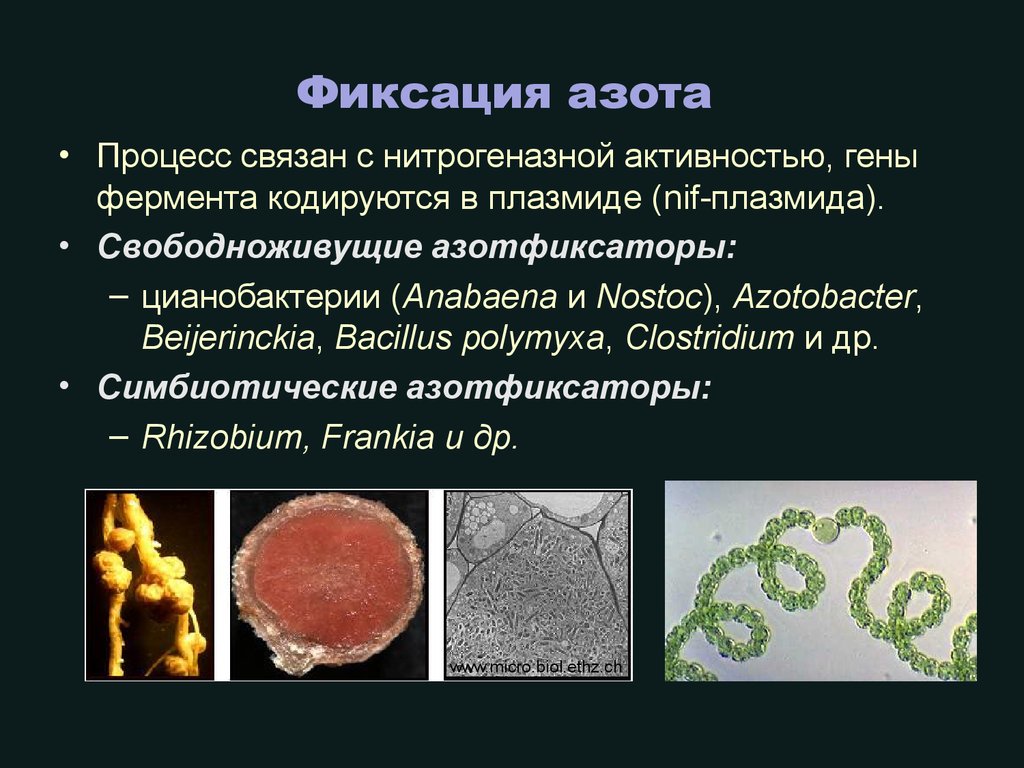 Какие организмы усваивают азот. Цианобактерии азотфиксаторы. Свободноживущие бактерии азотфиксаторы. Свободноживущие и симбиотические азотфиксаторы. Симбиотические азотфиксаторы.