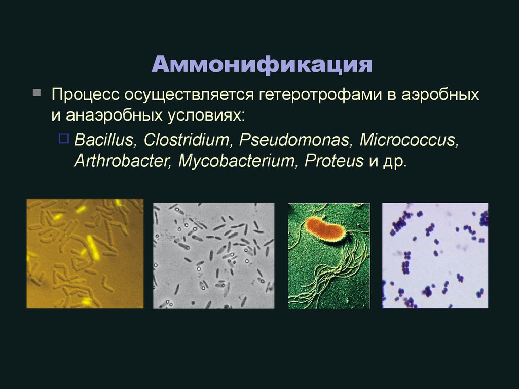 Признаки гнилостных бактерий. Аммонифицирующие микроорганизмы. Аммонификация микробиология. Аммонификация бактерии. Аммофицирщие бактерии.