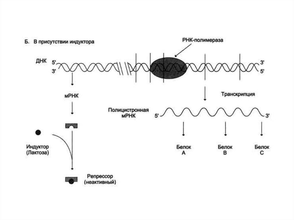 Регуляция действия генов и биосинтез белка схема жакоба и моно
