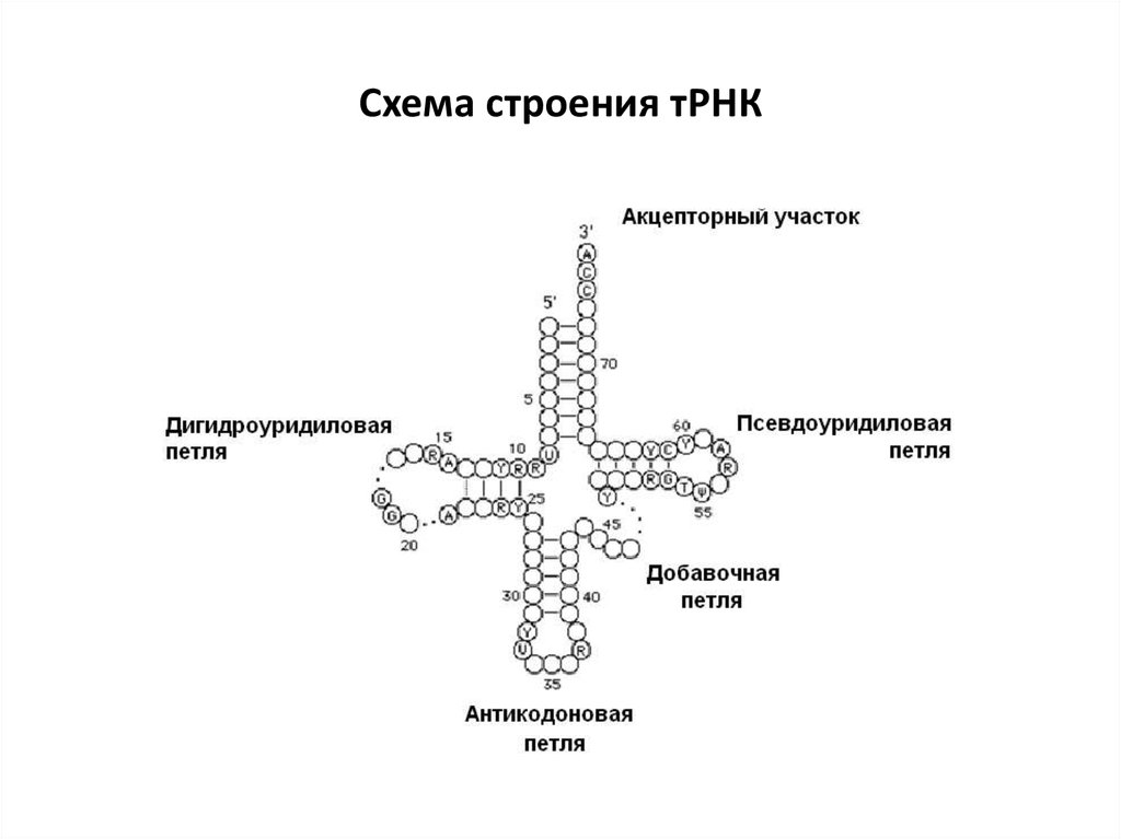 Схема т рнк