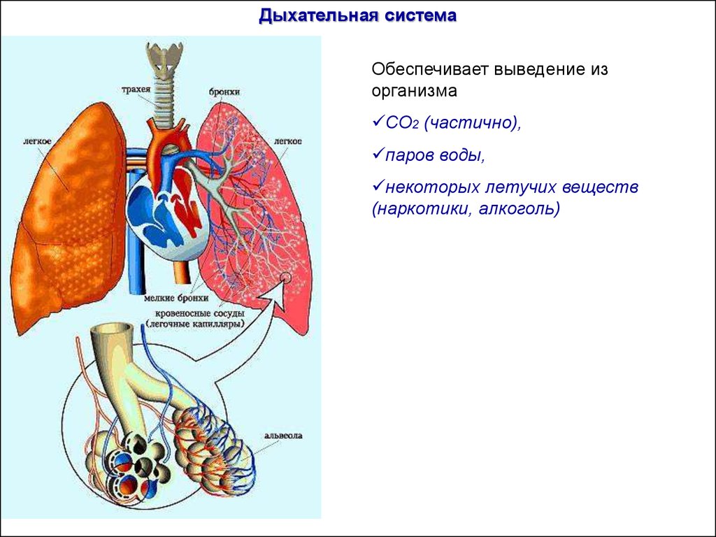 Легкие выводят из организма. Выделительная функция легких. Легкие выделительная функция. Дыхательная система лёгкие выделительная система. Органы выделения дыхательной системы.