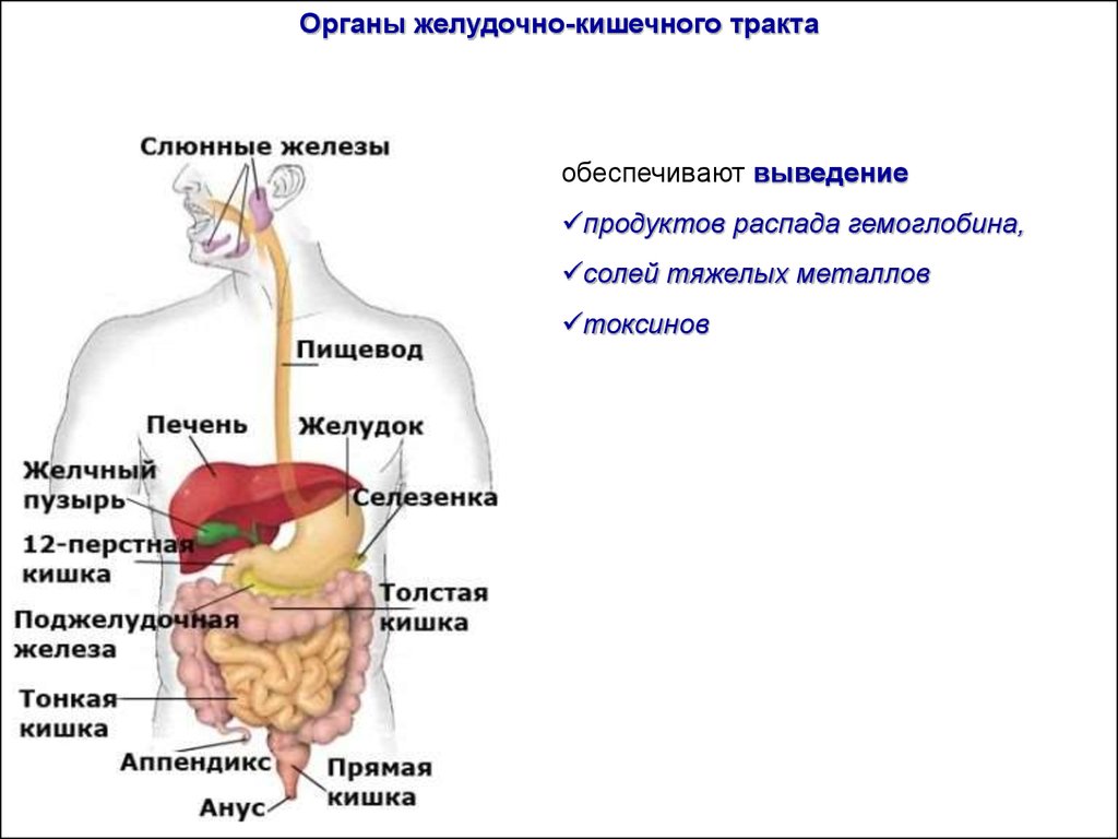 Какие железы расположены в желудке. Строение пищеварительного тракта человека схема. Строение и функции желудочно-кишечного тракта. Строение и функции желудочно-кишечного тракта человека. Классификация желёз желудочно-кишечного тракта (ЖКТ)..