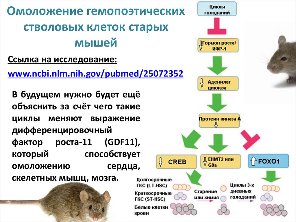 Грызуны перевод