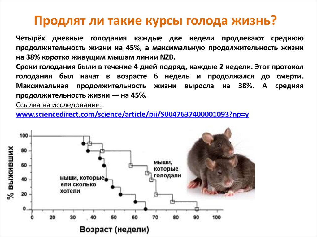 Продолжительность жизни мыши. Продолжительность жизни хомяка. Средняя Продолжительность жизни мышей. Средняя Продолжительность жизни хомяка.