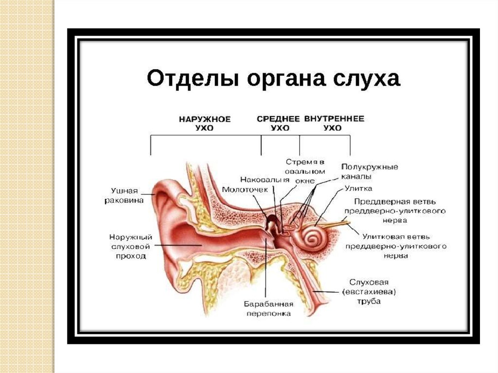 Внутреннее ухо содержит. Строение и функции наружного среднего и внутреннего уха. Органы слуха наружное среднее внутренне. Органы слуха и их функции. Строение органов.