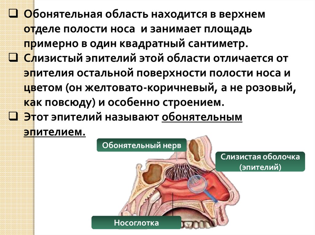 Исследование обонятельной функции. Обонятельная область анатомия. Обонятельная область полости носа. Обонятельная часть расположена в слизистой оболочке носа. Обонятельная область полости носа анатомия.