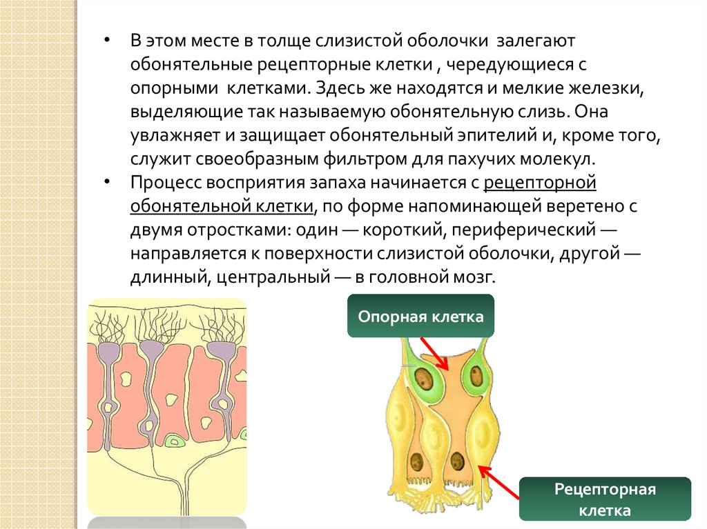 В чем проявляется рецепторная функция кожи кратко. Обонятельные клетки расположены в слизистой оболочке. Обонятельные рецепторные клетки. Стволовыми клетками обонятельного эпителия являются. Рецепторная функция кожи.