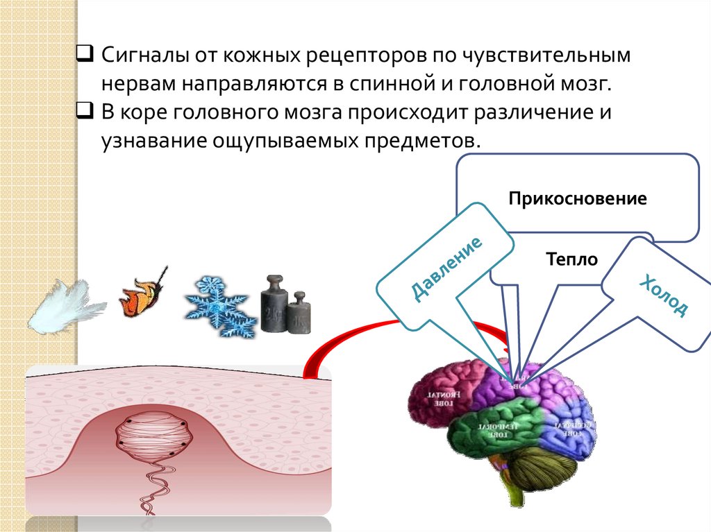 Кору рецепторы. Адаптация рецепторов кожи. В спинном мозге сигналы от кожных рецепторов. Температурная адаптация кожных рецепторов. Способность к адаптации тактильных рецепторов кожного анализатора.