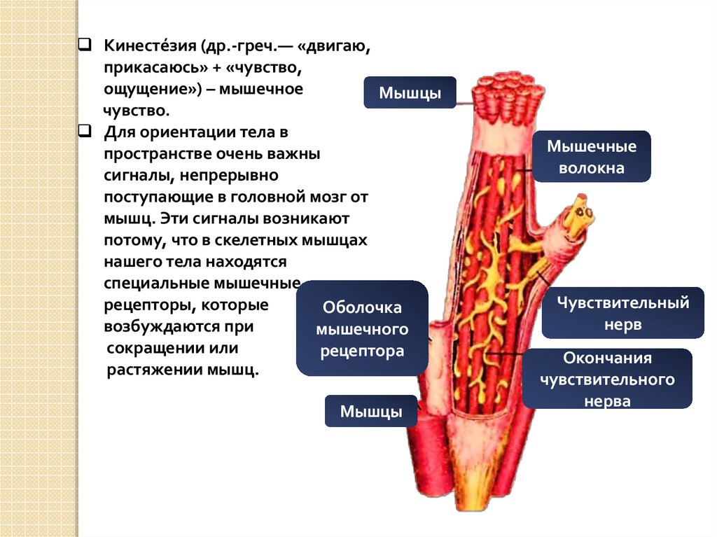 Рецепторы мышечного чувства расположены в. Мышечное чувство строение анализатора. Мышечный анализатор функции. Мышечный анализатор строение. Мышечный анализатор строение и функции.