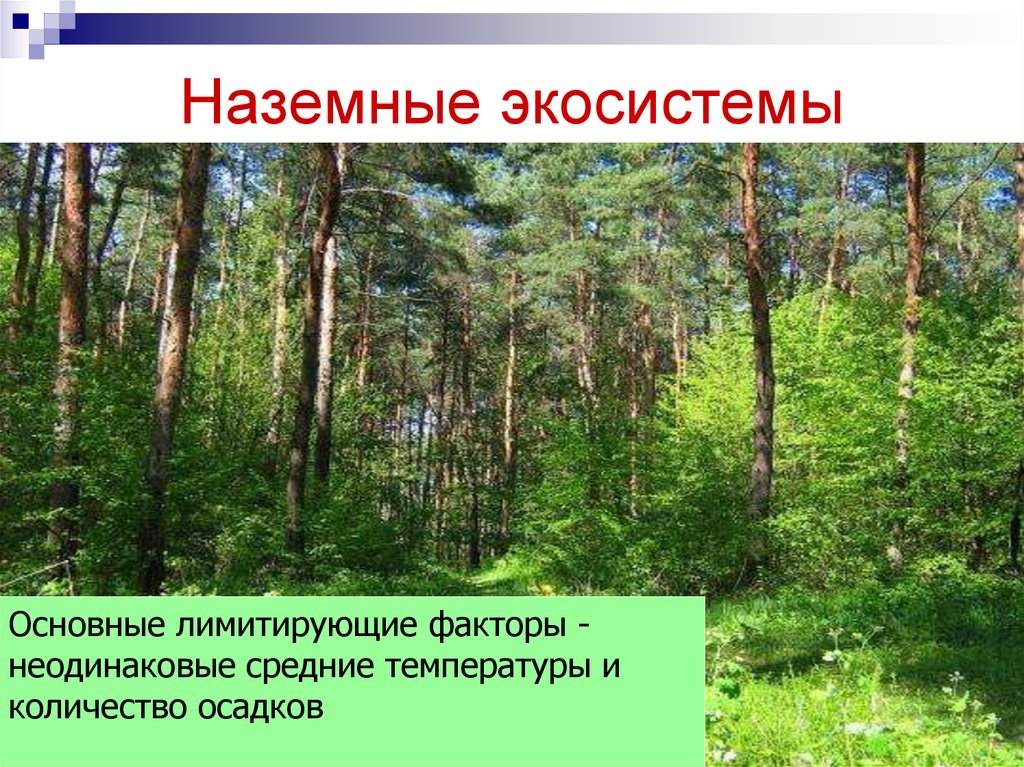 Лимитирующие факторы лесов. Наземные экосистемы. Лесная экосистема. Биогеоценоз наземная экосистема. Особенности наземной экосистемы.