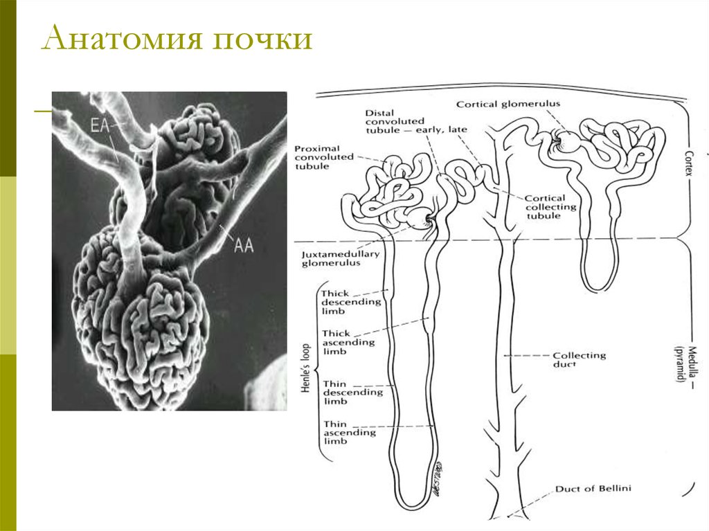 Презентация топография почек