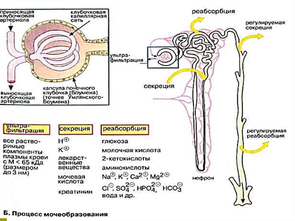 Фильтрация какие процессы осуществляются. Процесс мочеобразования таблица. Фильтрация почек схема. Мочеобразование биохимия схема. Схема процесса мочеобразования.