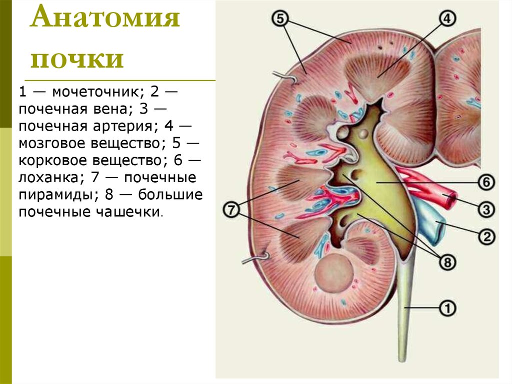 Вена артерия мочеточник. Анатомические структуры почки 8. Схема строения почки человека. Сагиттальный разрез почки анатомия. Строение почки анатомия Синельников.