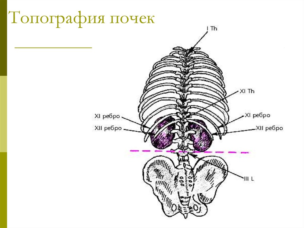 Проекция почек. Скелетотопия почек анатомия. Топография почек у человека скелетотопия. Положение почек скелетотопия. Почка топографическая анатомия скелетотопия.