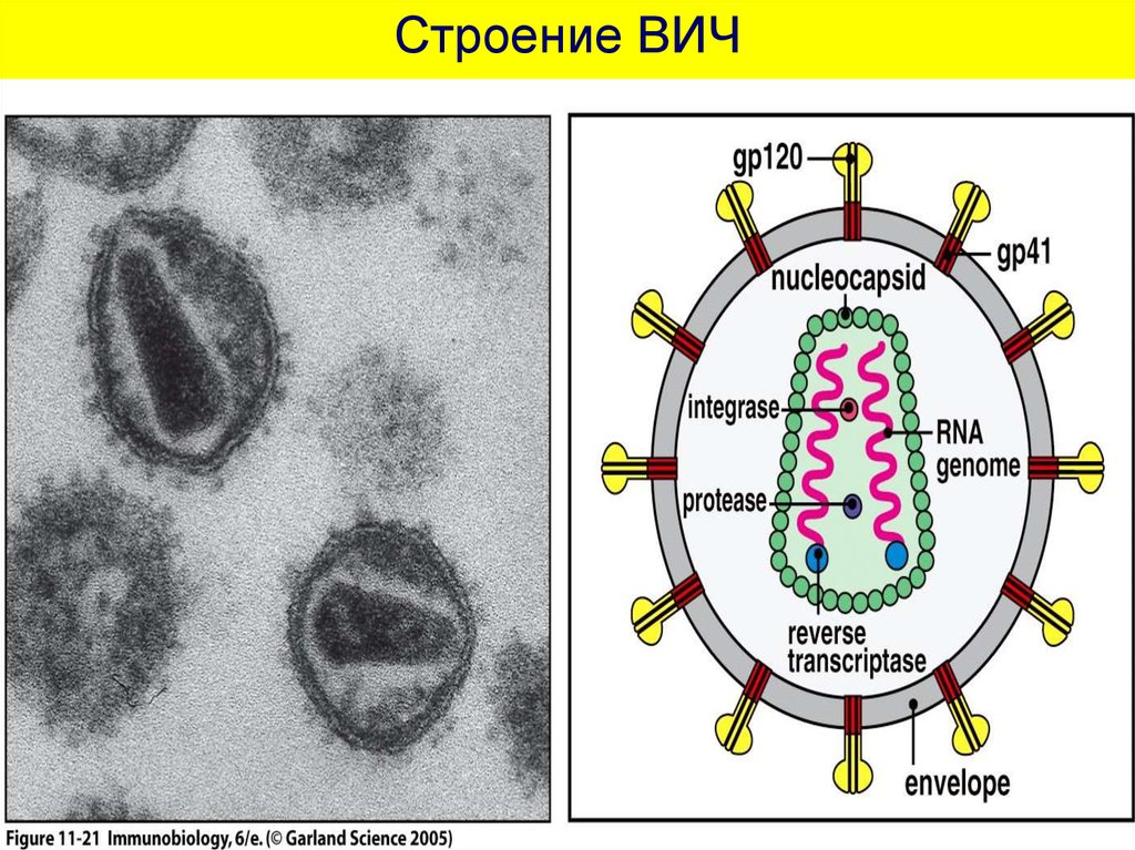 Вич биология. Вирус ВИЧ строение микробиология. ВИЧ структура вириона. Схема строения ВИЧ инфекции. ВИЧ морфология вируса.