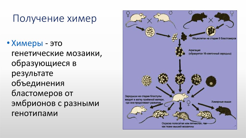 Химерные изображения методика