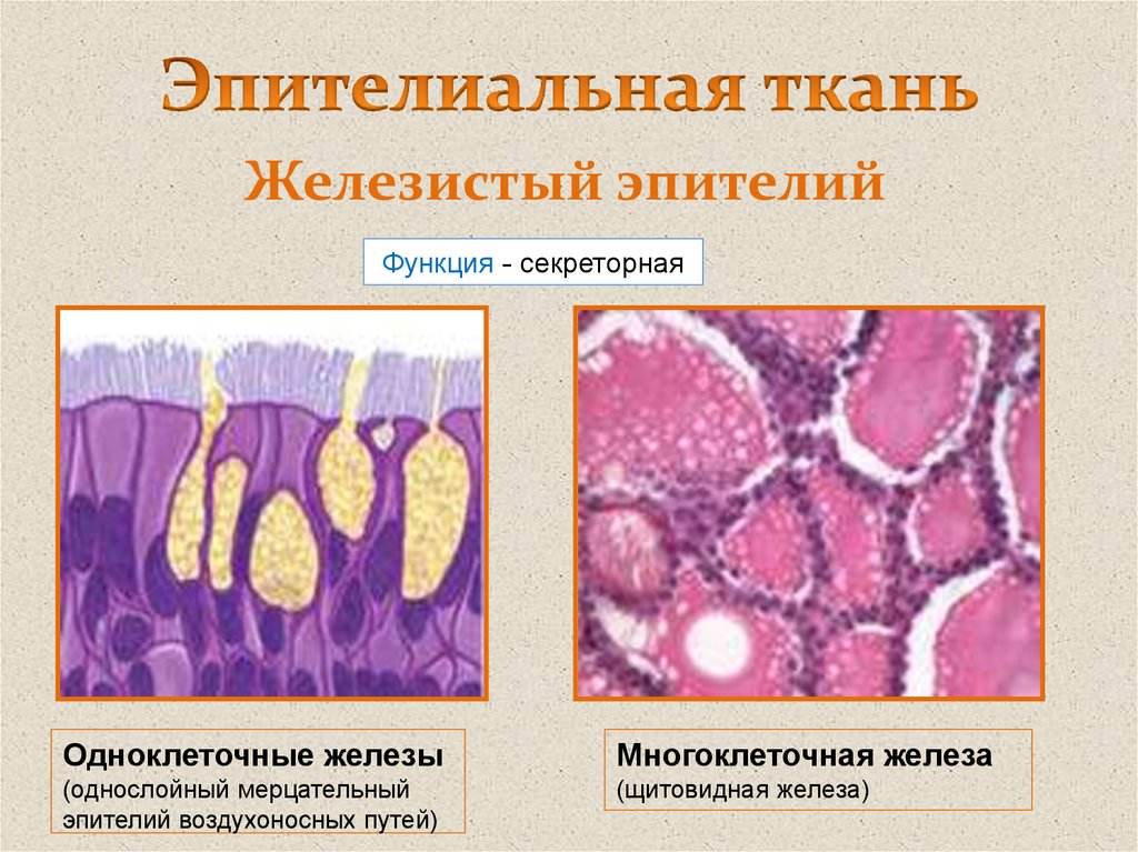 Клетки эпителиальной ткани виды. Железистый эпителий гистология строение. Тип ткани железистый эпителий строение. Одноклеточный железистый эпителий. Слизистый железистый эпителий.
