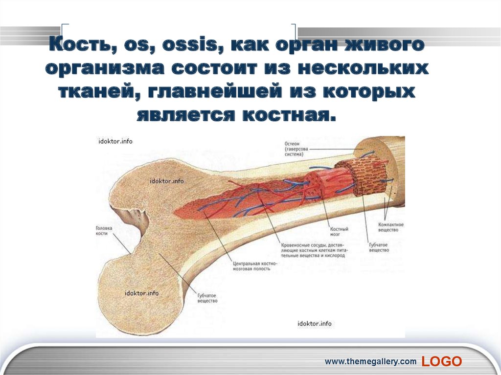 Строение кости как органа