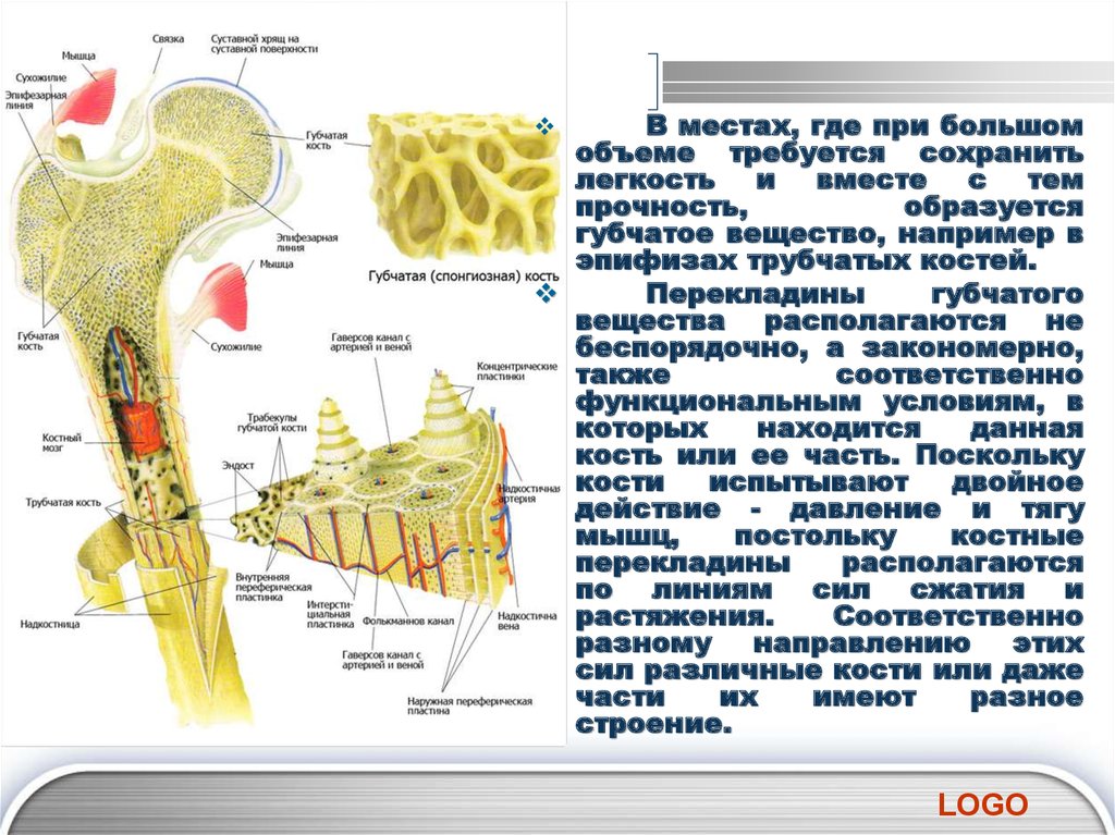 Развитие трубчатой кости