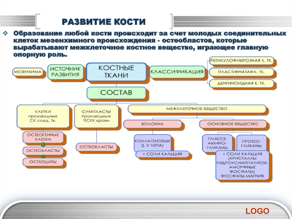 Формирование костей. Стадии образования кости. Этапы развития кости. Этапы образования костей. Стадии развития костей.