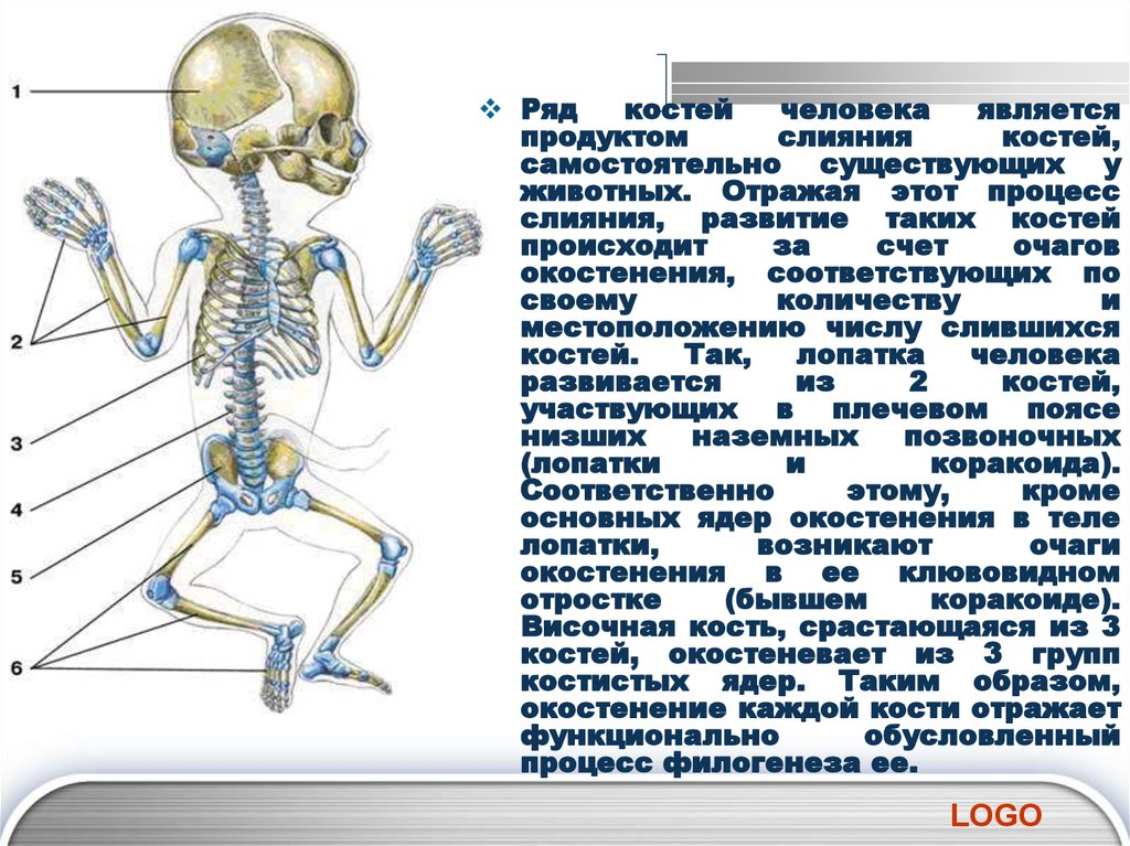 Сколько костей имеет. Сколько костей у человека всего. Число костей у человека. Костей в организме человека. Количество костей в теле человека.
