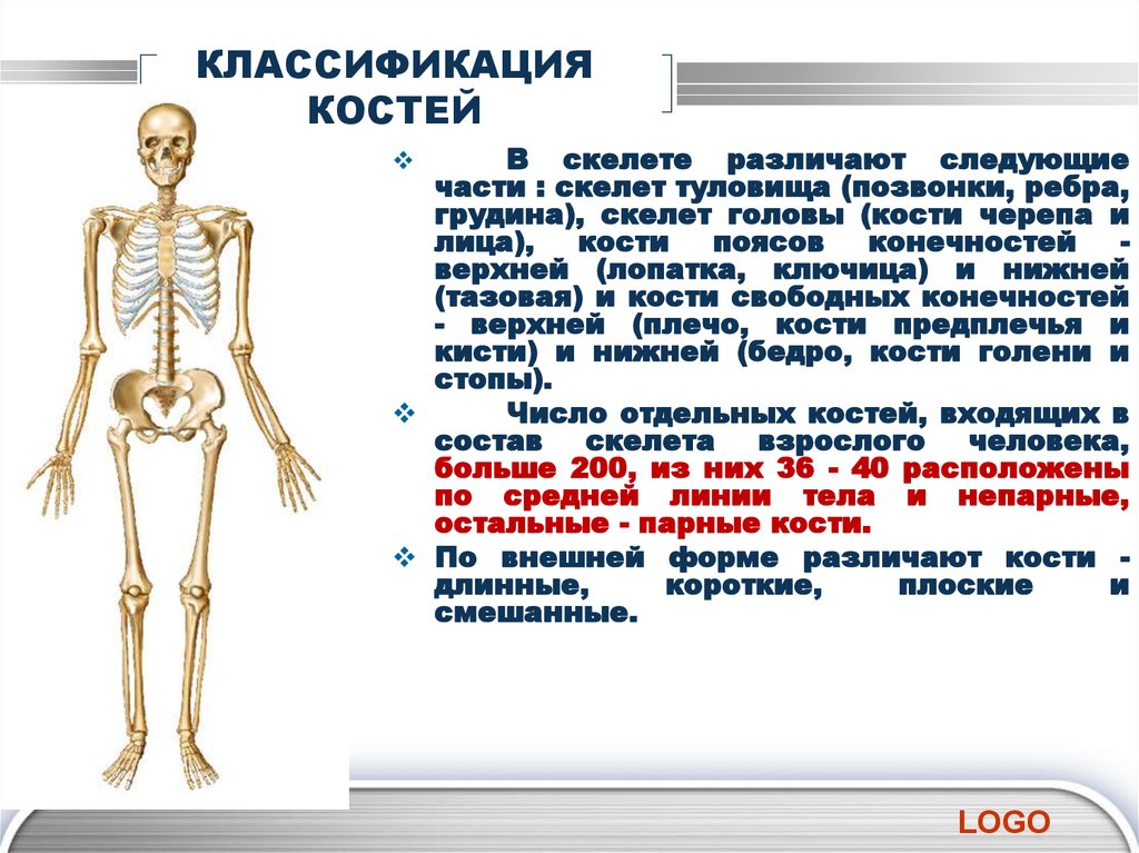 Механической функции скелета человека. Кости человека строение и функции классификация костей. В скелете различают следующие части.