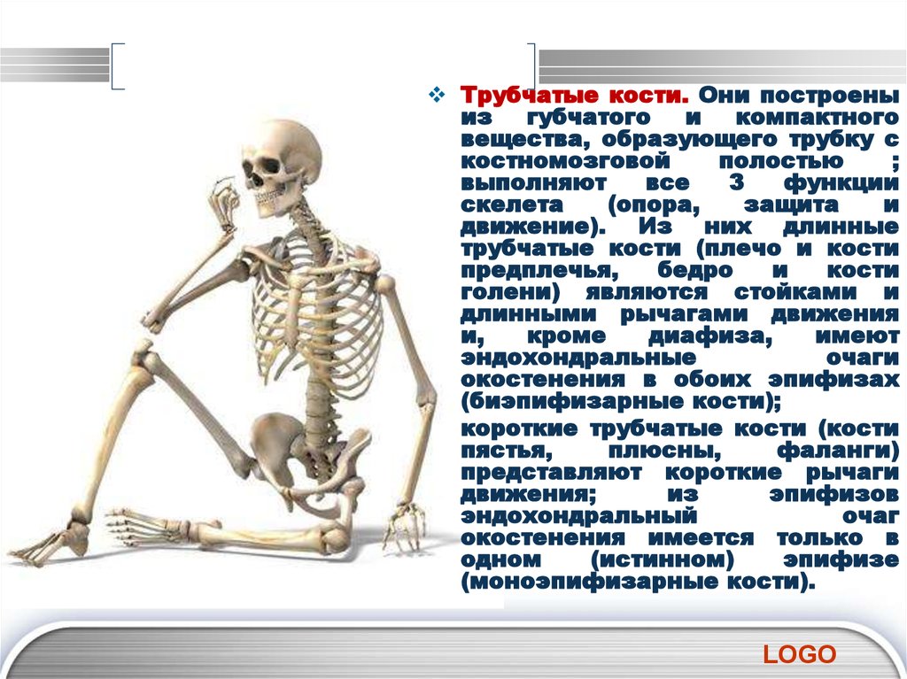 Какие функции выполняют трубчатые кости. Строение длинных костей. Длинные кости скелета. Длинная трубчатая кость. Трубчатые кости длинные и короткие.