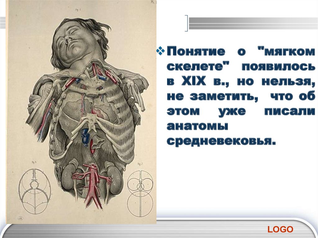 Скелет сердца. Понятие о мягком скелете. Понятие о мягком скелете остове. Пирогов мягкий скелет человека.