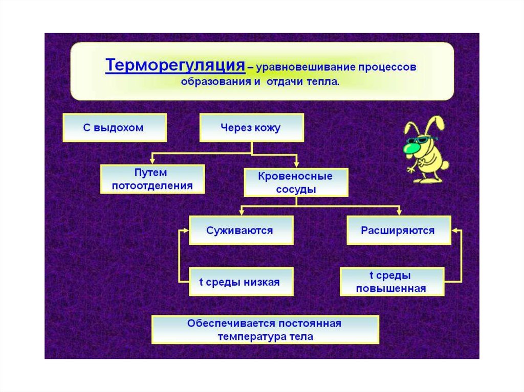 Составьте по тексту параграфа функции кожи план рассказа на тему значение кожи в терморегуляции