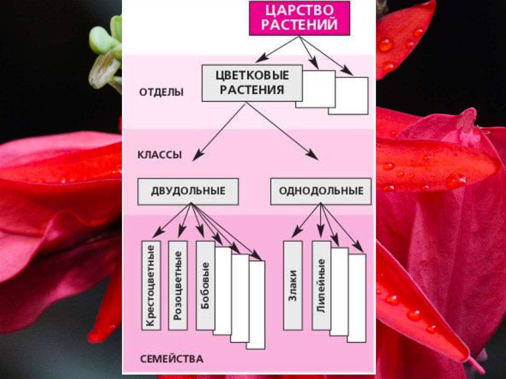 Царство цветковые. Систематика цветковых растений. Систематика тюльпана. Значение цветковых растений. Филогенетическое дерево цветковых растений..