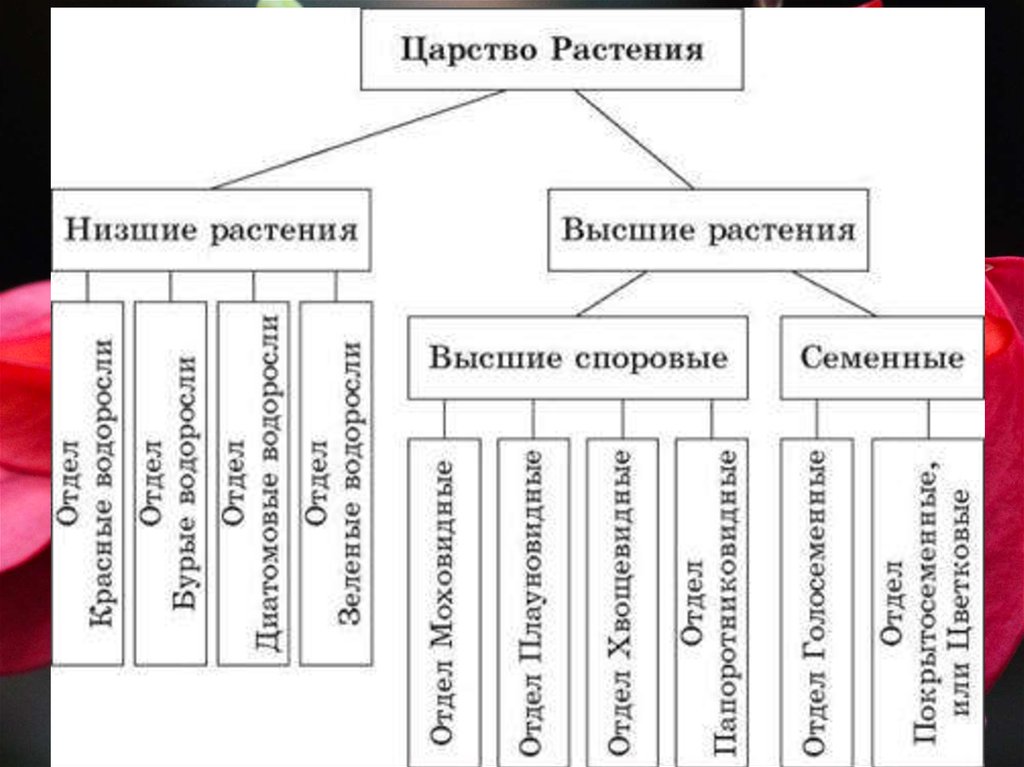 Царства растений классификация схема