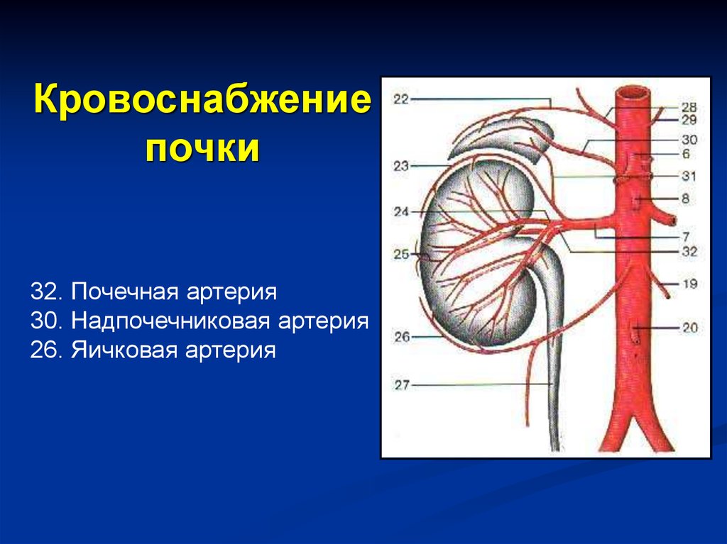 Почечные артерии и вены. Сосуды почки анатомия. Кровоснабжение почки почечная артерия. Кровоснабжение почки схема. Кровоснабжение почки анатомия артерии.