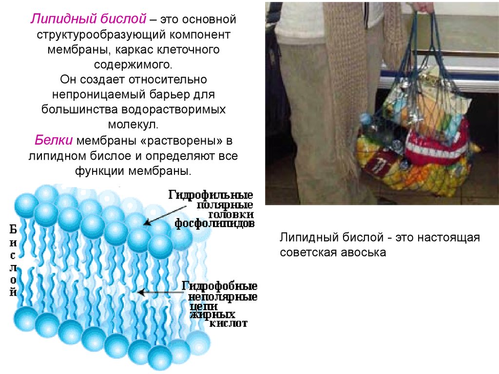 Формируют бислой в мембране клетки