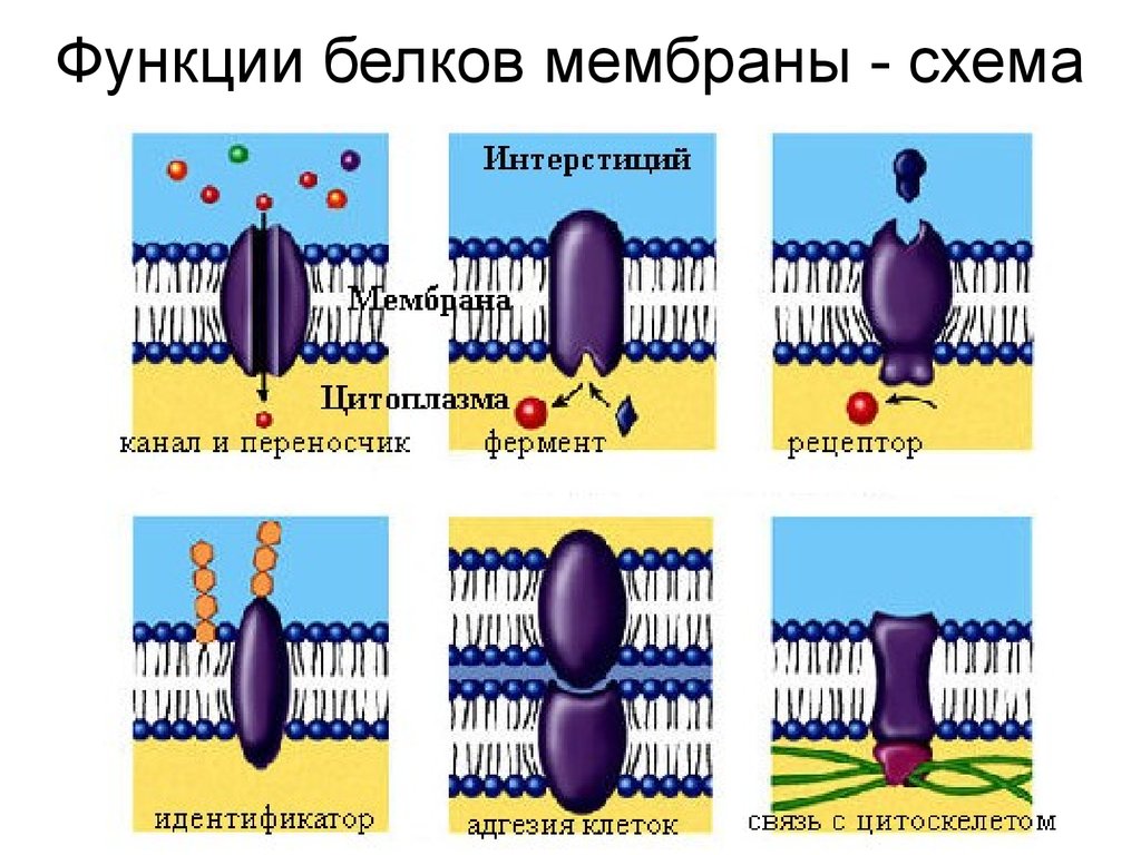 Функции белков в мембране. Ферментативная функция мембранных белков. Белки мембраны функции. Функции белков в клеточной мембране. Функции месьранных ьелоув.