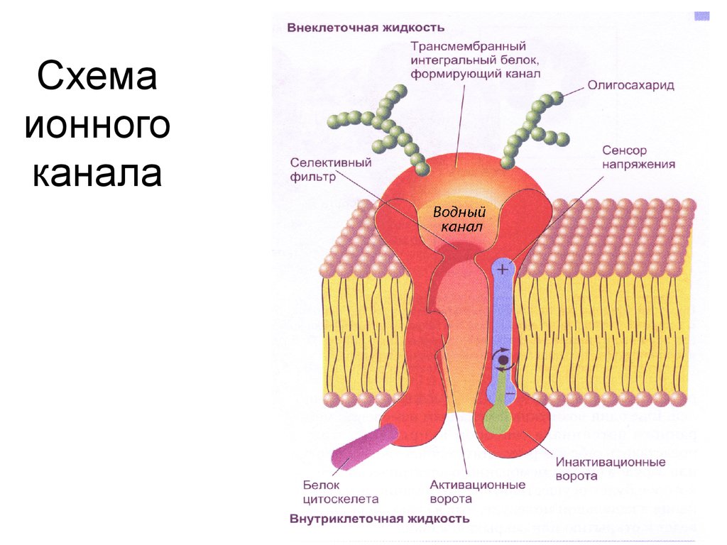 Строение канала. Строение ионных каналов клеточной мембраны. Молекулярная конструкция ионного канала. Элементы строения ионного канала. Строение ионного канала мембраны.