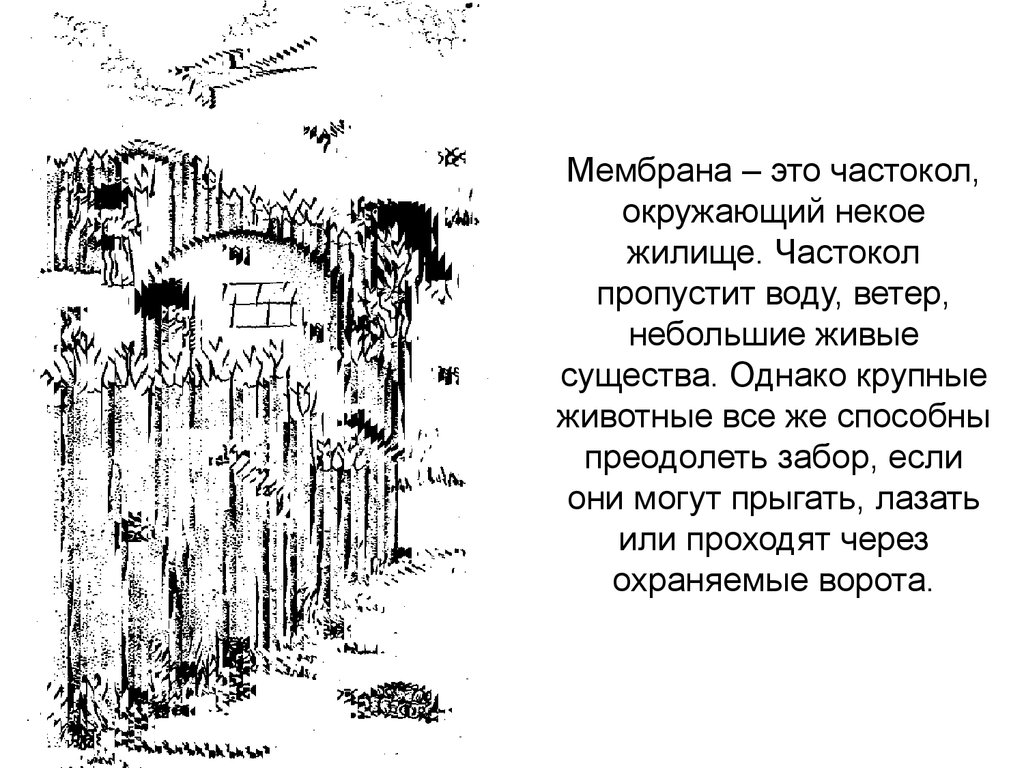 Частокол разбор. Слово частокол. Загадка про частокол. Частокол это для детей. Частокол мембраны.