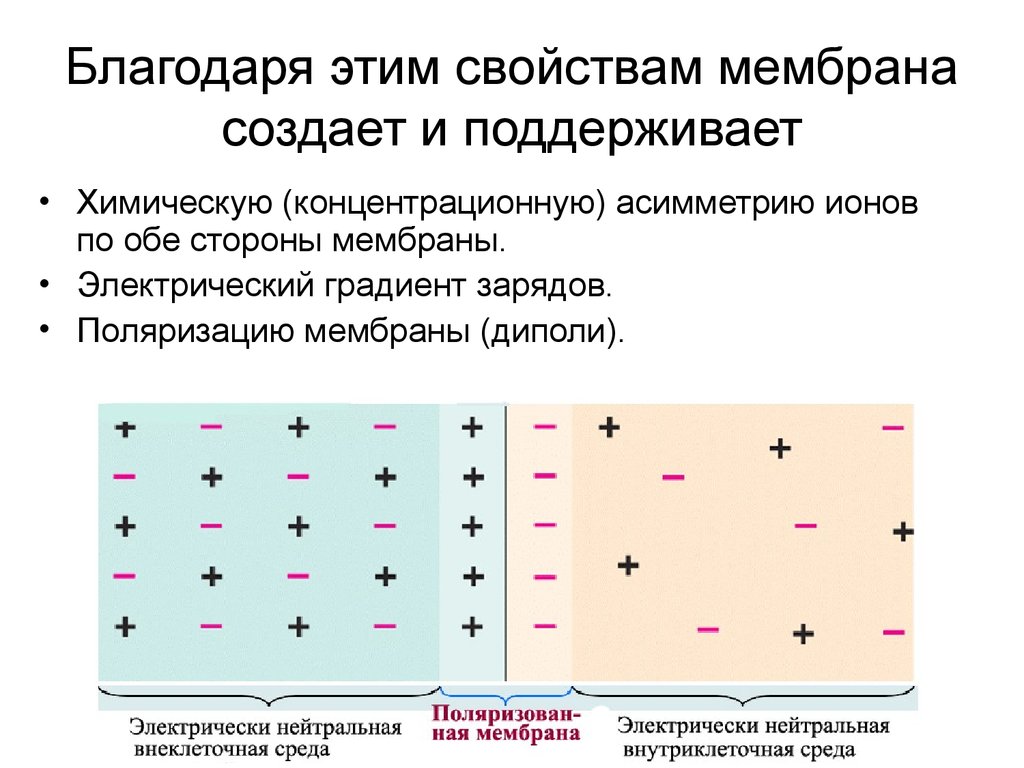 Электрический градиент. Поляризация мембраны. Концентрационная поляризация мембран. Электрический градиент мембраны. Электрические процессы в возбудимых тканях.