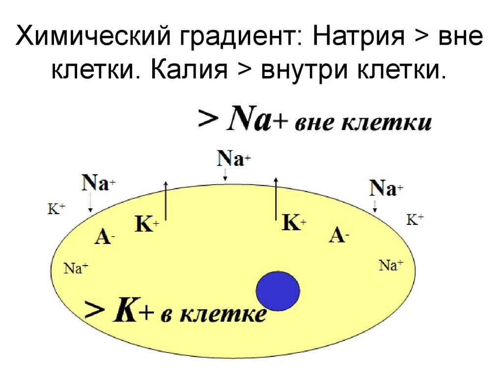 Обмен натрия и калия. Содержание ионов натрия и калия в клетке. Ионы натрия и калия в клетке. Натрий и калий в клетке и вне клетки. Концентрация ионов калия и натрия в клетке.