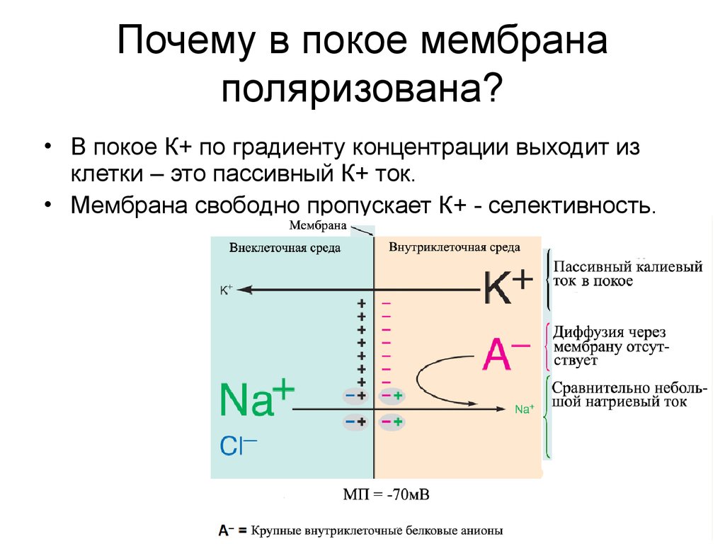 Причины концентрации. Причины деполяризации мембраны. Поляризация клеточной мембраны невозбужденной клетки. Поляризованная мембрана. Поляризация мембраны.