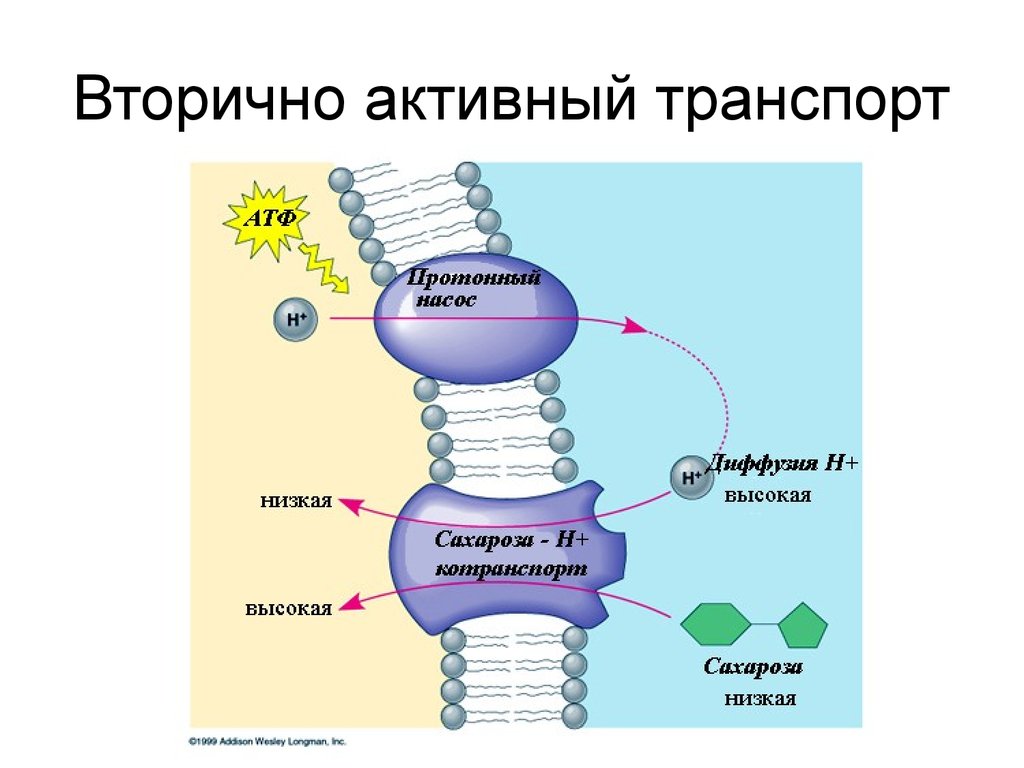 Вторично. Первично и вторично активный транспорт. Вторичный активный транспорт это физиология. Активный транспорт веществ первичный и вторичный. Схема вторичного активного транспорта.