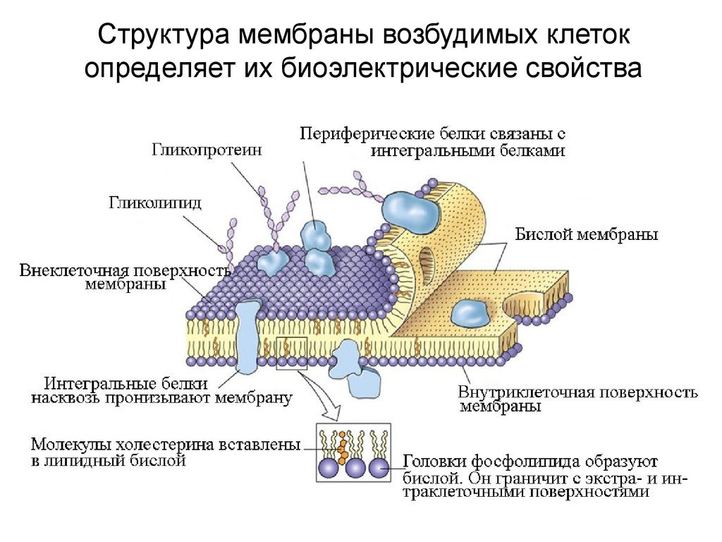 Мембранная клетка. Структура мембраны клетки. Строение клеточной мембраны возбудимой клетки. Строение мембраны возбудимых клеток. Структура и свойства мембраны возбудимых клеток.