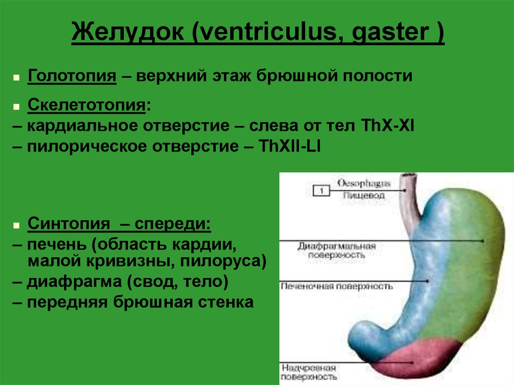 Клапан желудка и пищевода