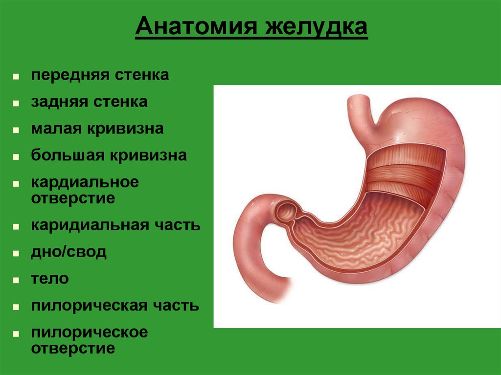 Строение желудка человека анатомия фото и названия
