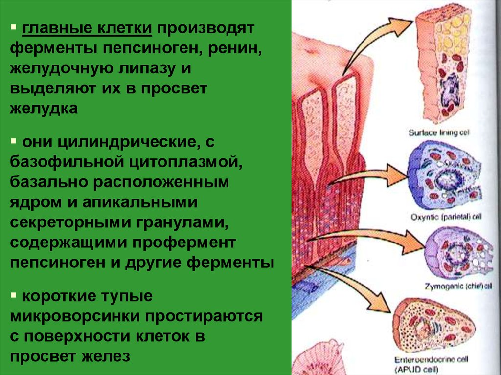 Клетки производят. Клетки выделяющие пепсиноген. Клетки выделяющие липазу. Главные клетки выделяют липазу. Клетки секретирующие липазу и амилазу.