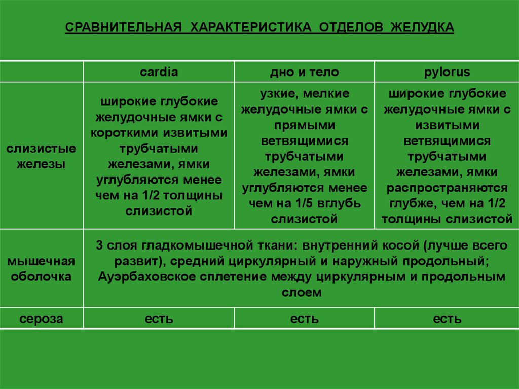 Отдел характеристика. Сравнительная характеристика отделов желудка. Характеристика отдела. Сравнительная характеристика пищевода и желудка. Сравнительная характеристика стенки разных отделов желудка.